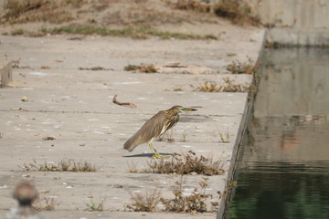 Indian heron searching for food .