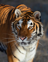 Siberian Tiger (Panthera tigris altaica) portrait