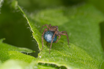  Close-up portrait of spider. Arachnophobia concept.