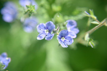 Close look at the spring flower during the blooming season
