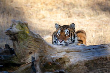 Siberian Tiger (Panthera tigris altaica) hiding behind a log