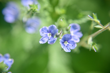 Close look at the spring flower during the blooming season