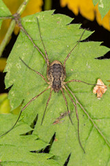 Rilaena triangularis is a species of the harvestman family Phalangiidae