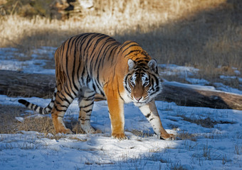 Siberian Tiger (Panthera tigris altaica) walking in the winter snow 
