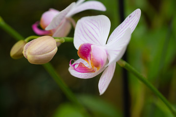 Orchid (Dendrobium 'Sonia') alternating white and pink