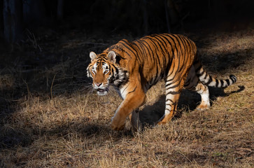 Fototapeta na wymiar Siberian Tiger (Panthera tigris altaica) walking in the winter snow