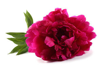 Burgundy peony isolated on white
