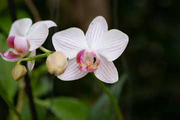 Orchid (Dendrobium 'Sonia') alternating white and pink