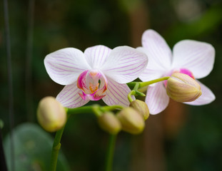 Orchid (Dendrobium 'Sonia') alternating white and pink