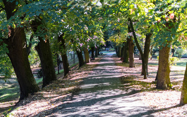 Fototapeta premium alley in the park