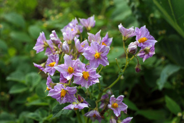 Fototapeta premium Potato flowers on plant. Agricultural background