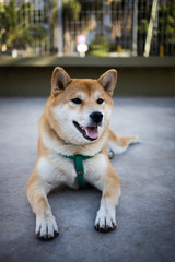Buenos Aires, Argentina - February 28, 2020: Shiba Inu dog portrait with a green chest belt lying on the floor of the park in Buenos Aires, Argentina