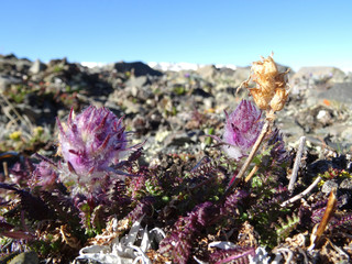 a miniature Bush of an unusual shaggy purple plant against the background of a mountain range and a...
