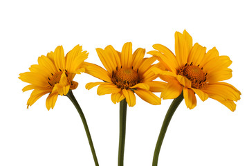 Growing heliopsis flowers isolated on white