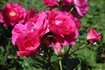 Obraz na płótnie Canvas Pink rose in garden. Northern variety