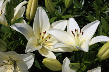 Growing white lilies in garden