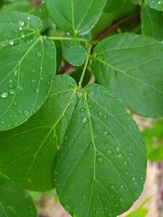 green leaf with drops of water