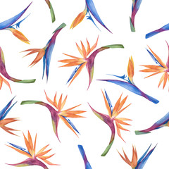 Tropical watercolor seamless pattern with exotic strelitzia flowers on a white background.