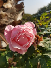 rose, flower, red, nature, garden, plant, flora, pink, love, flowers, beauty, roses, petals, green, beautiful, floral, macro, blossom, summer, red rose, petal, water, spring, fresh