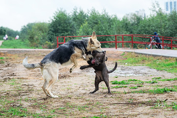 American Staffordshire Terrier fighting with mongrel dog