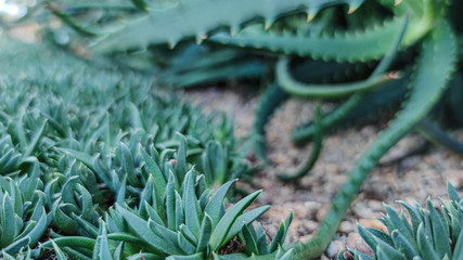 succulents nature green background. small Evergreen Sedum hispanicum, mossy stonecrop, plant family Crassulaceae. close up, banner.