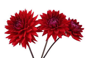 Growing dahlia flowers isolated on white