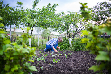 active senior woman planting seedlings in green vegetable garden