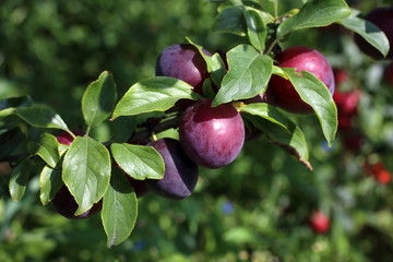 Growing red plums in garden
