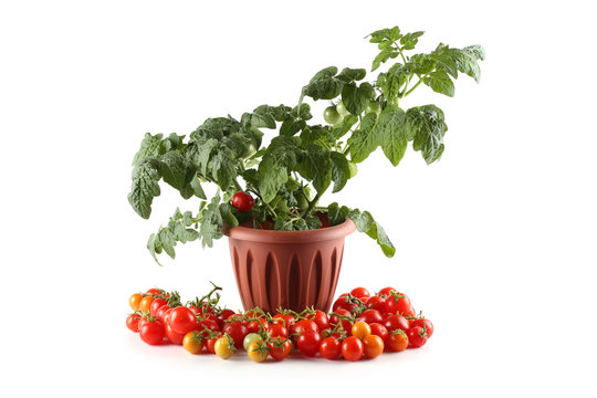 Cherry Tomatoes Ang Tomato Plant Growing In Pot