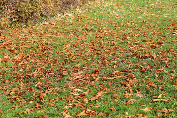 The leaf dry on green grass in autumn season at swiss for nature background