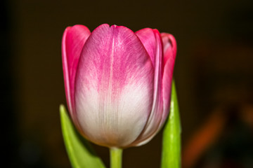 Fototapeta premium Allphotokz Tulips 20050305 2499 20D