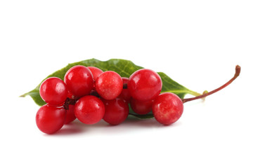 Schisandra chinensis (five flour fruit, magnolia berry) on leaf