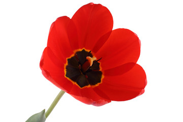 Obraz premium Red growing tulip isolated on white