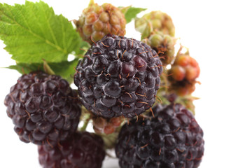Black raspberry cluster (Rubus idaeus)