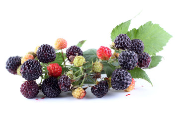 Group of black raspberry (Rubus idaeus) - obrazy, fototapety, plakaty