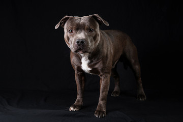 Serious American Staffordshire Terrier standing in studio