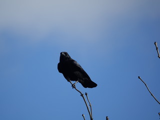 carrion crow (Corvus corone)