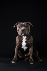Serious American Staffordshire Terrier standing in studio