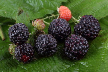Black raspberry on green leaf