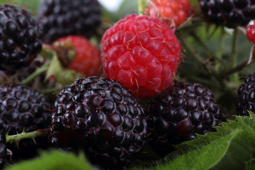 Raspberry and black raspberry on green leaf