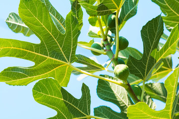 Green fig fruits branch against blue sky