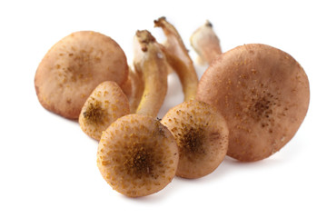 Honey fungus mushrooms isolated on white