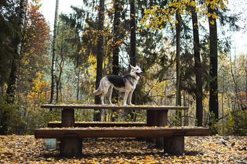 Cheerful mongrel dog standing on wooden table in autumnal park