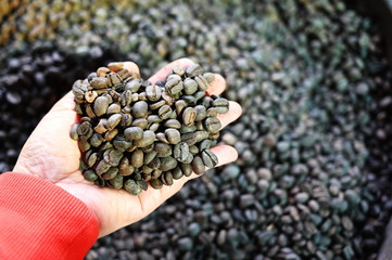 The woman's hand wearing an orange shirt is checking the quality of the roasted coffee beans that have a long service life and low quality. Unclean coffee beans cannot be sold.