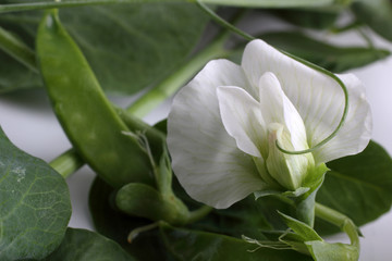 Pea plant blossom. Macro background