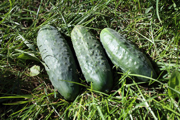 Cucumbers on grass. Agricultural background