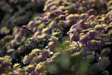 Yellow-pink chrysanthemums blossom. Autumn flowers background