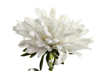 White aster isolated on white