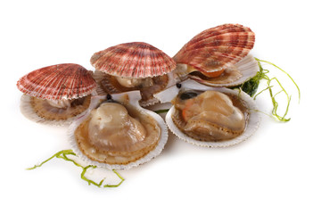 Scallops and alga isolated on white