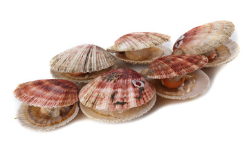 Scallops isolated on white background